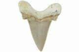 Serrated Sokolovi (Auriculatus) Shark Tooth - Dakhla, Morocco #225218-1